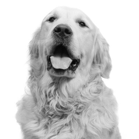 Louis the Dog
