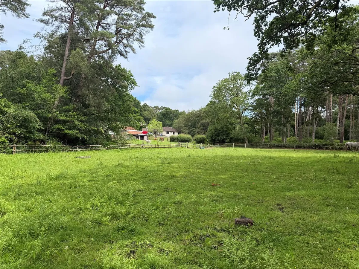 New Forest near Ringwood, Hampshire