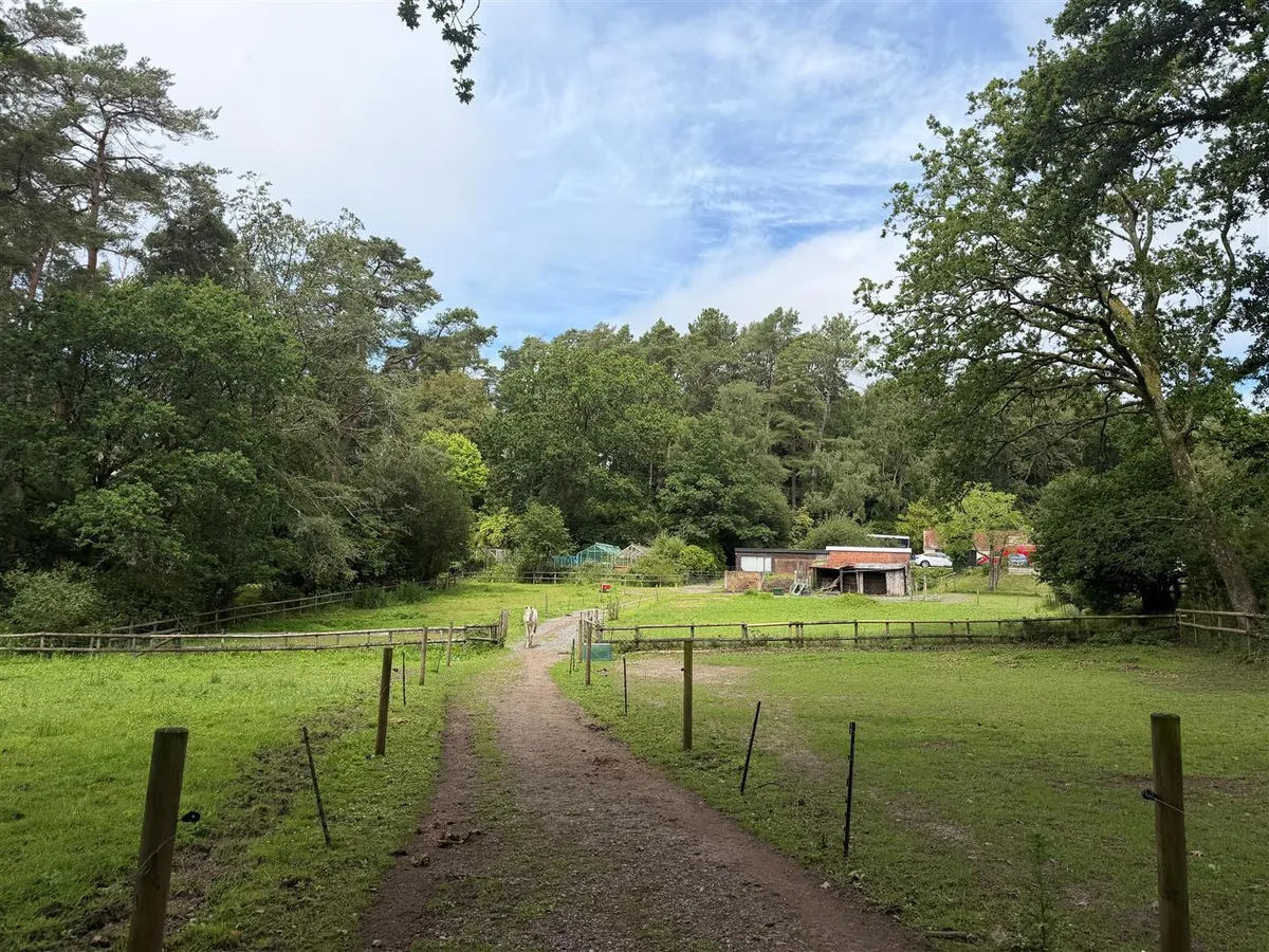 New Forest near Ringwood, Hampshire