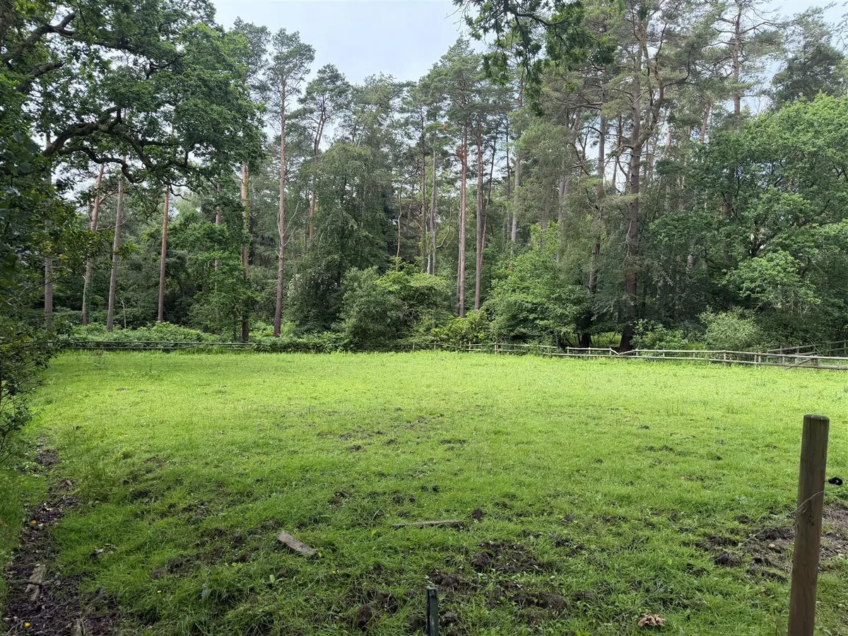 New Forest near Ringwood, Hampshire