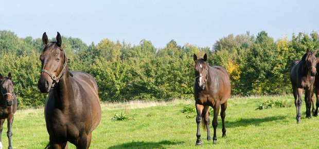 Equestrian Property For Your Wish List