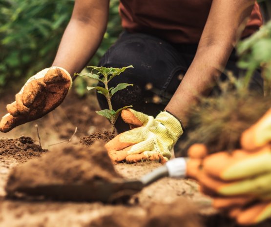 A Simpler Way to Live Sustainably