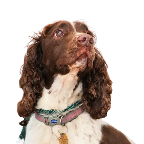 Pip The Dog
