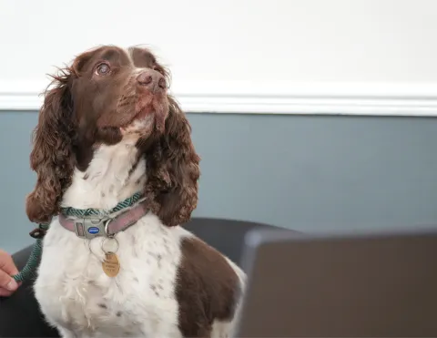 Pip The Dog
