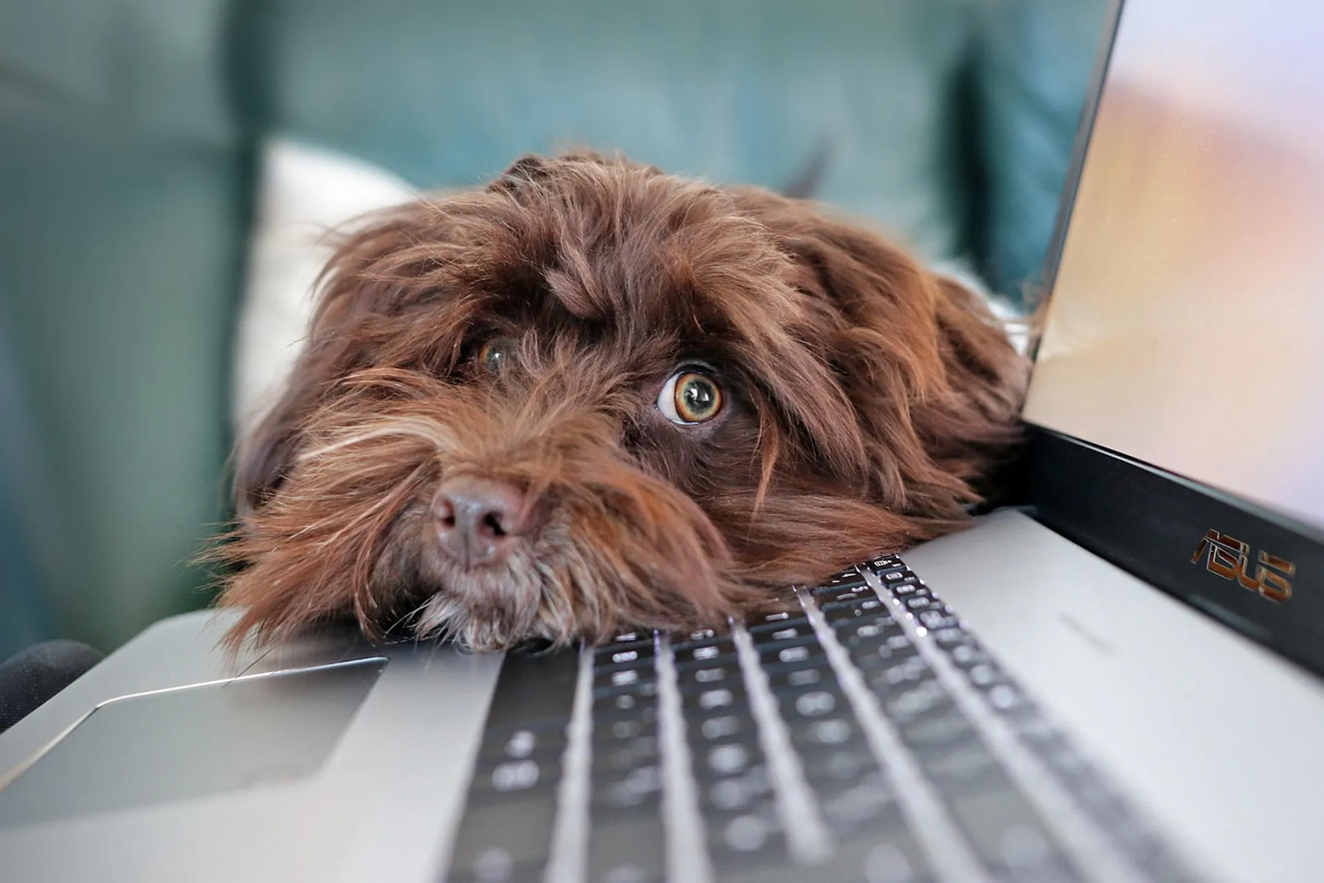 https://mr2.homeflow-assets.co.uk/files/media/image/0000/0000/72c50c922db2ce2d7c37df246de9a7e9/dog-4977599_1280.jpg