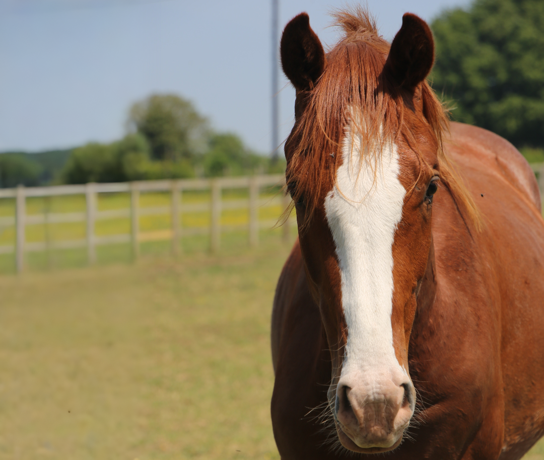 https://mr2.homeflow-assets.co.uk/files/media/image/0000/0000/349ee6957d1e2f1db583b4660d88a6a6/horse.png