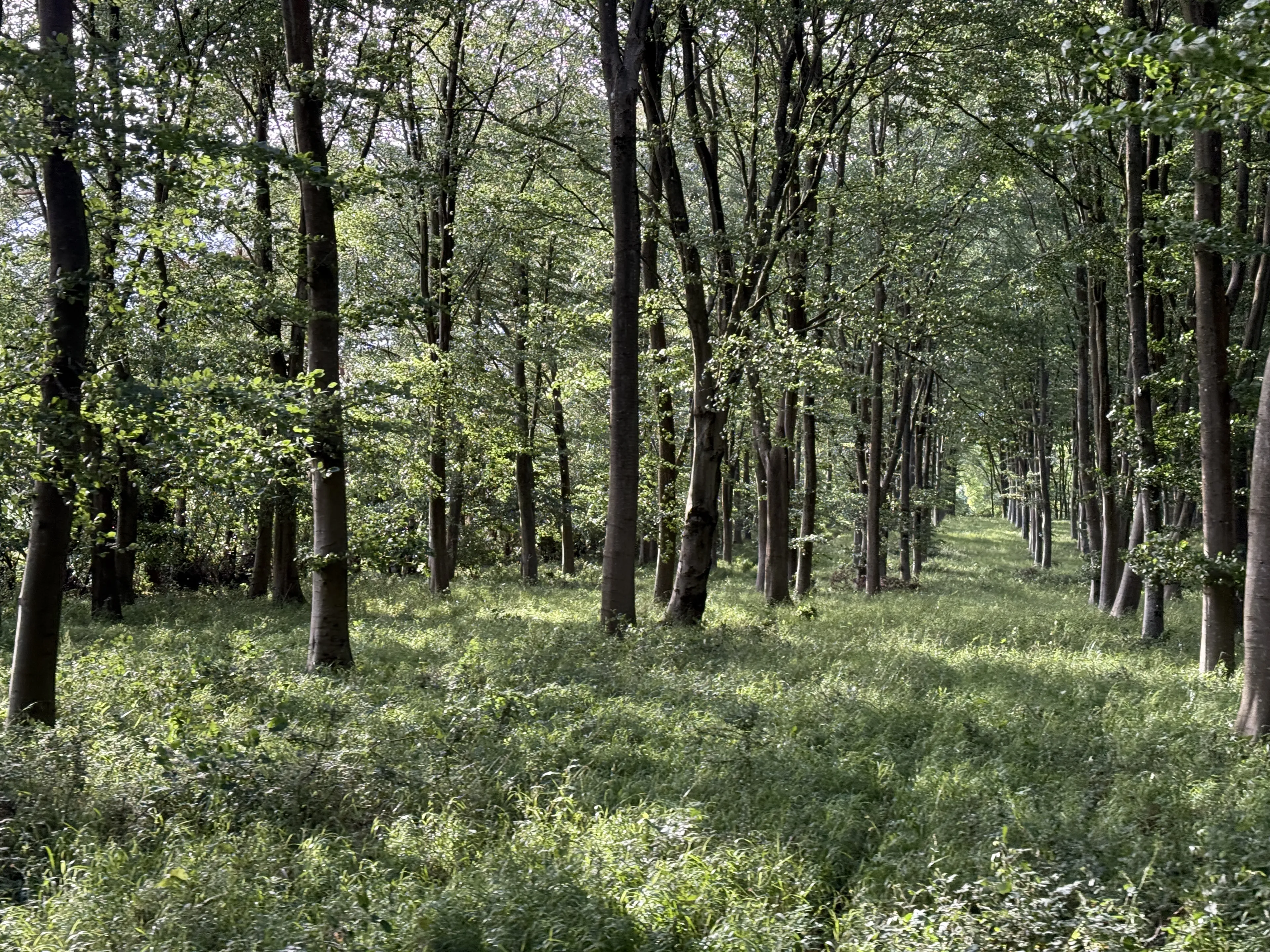 https://mr2.homeflow-assets.co.uk/files/media/image/0000/0000/15612b6d347a5d89f0e724dd3022126b/Woodland_management.JPG