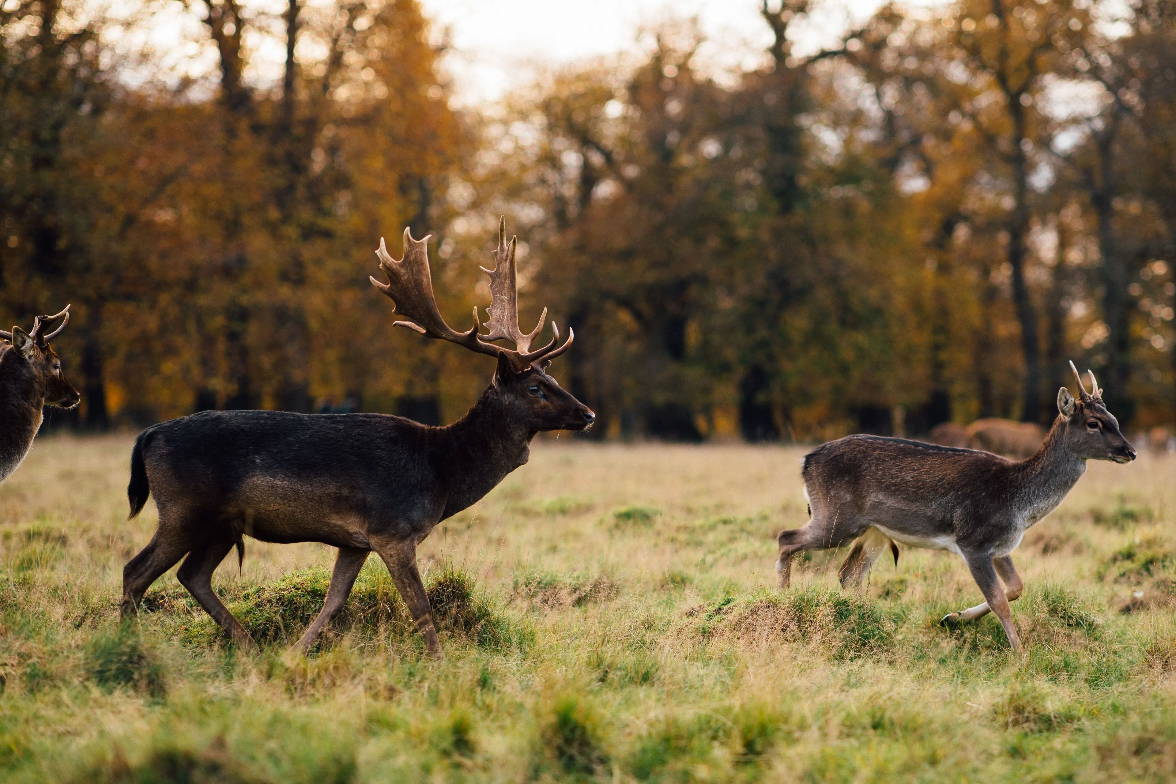 How could the Autumn Budget affect landlords in South West London? 