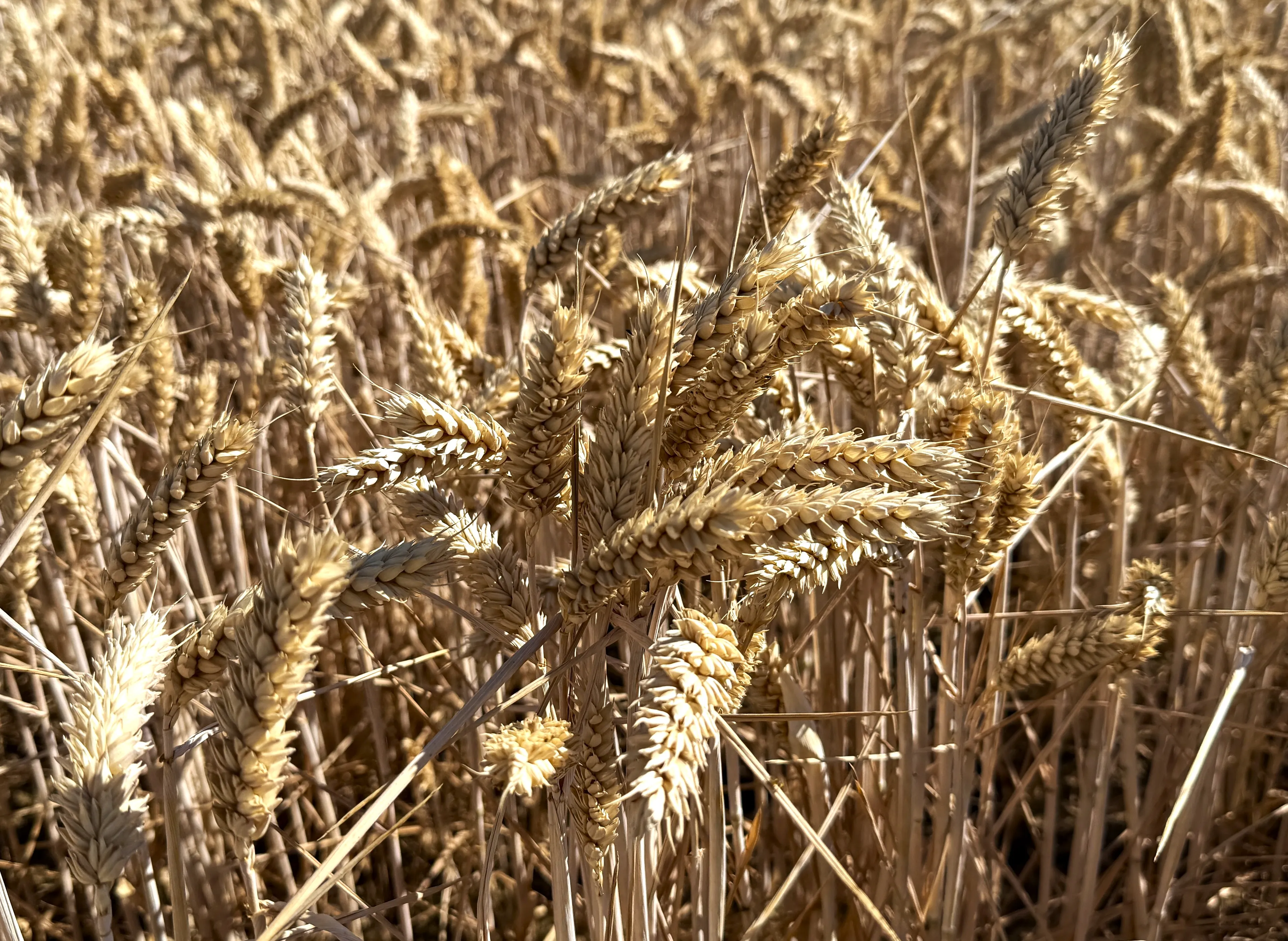 https://mr2.homeflow-assets.co.uk/files/media/image/0000/0000/75a2cf4bc101fc50fc4709a991235a12/wheat.JPG