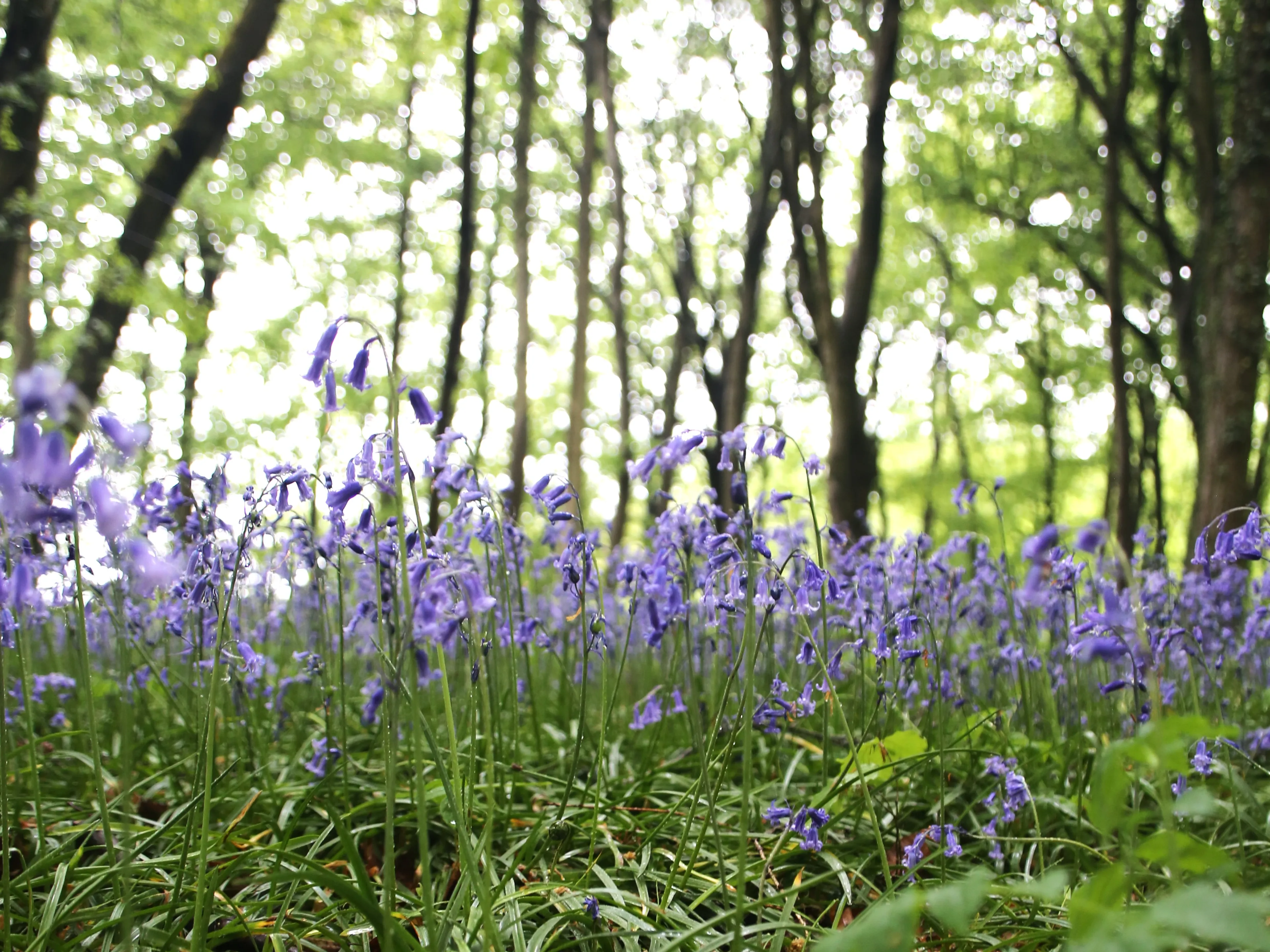 https://mr2.homeflow-assets.co.uk/files/media/image/0000/0000/7ce5b3957a3b05c030c6ff611eca4fe3/woodland_management2.JPG