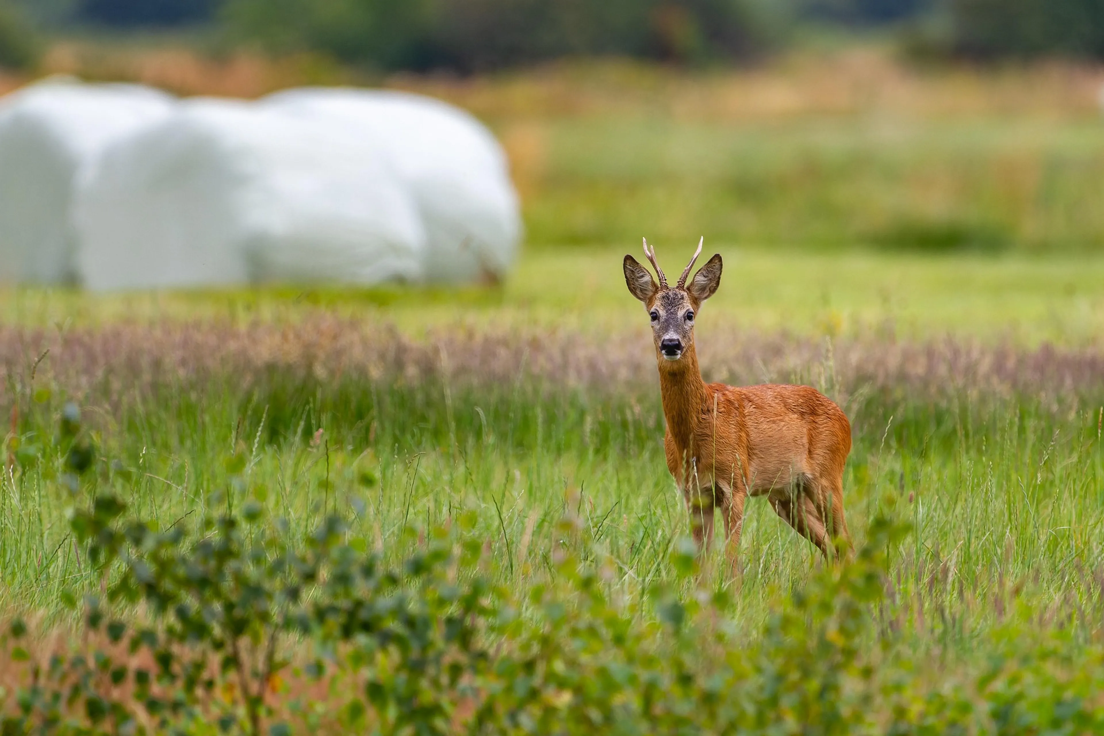 https://mr2.homeflow-assets.co.uk/files/media/image/0000/0000/a5be408cdbbf522947a785b6762b0f21/roe-deer-cotswolds.jpg