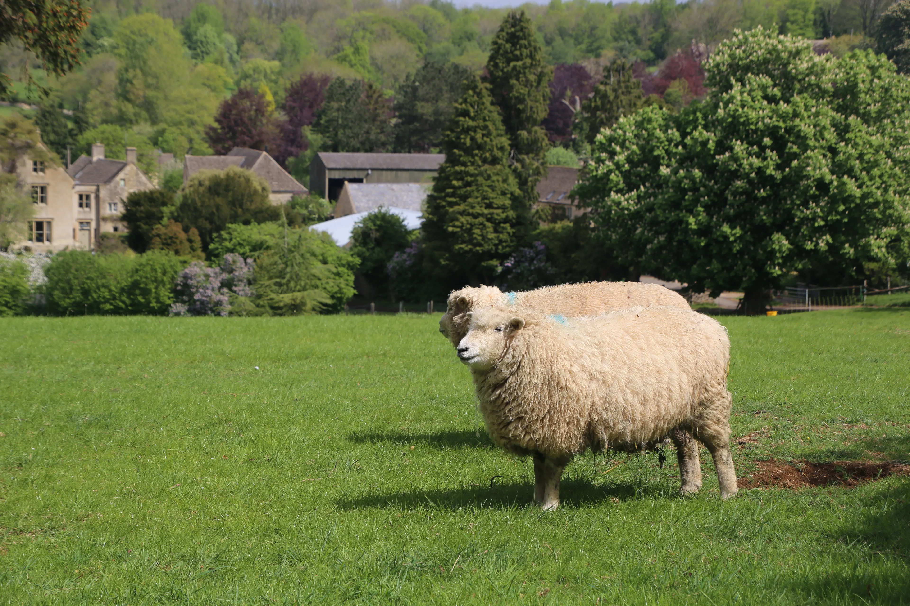 https://mr2.homeflow-assets.co.uk/files/media/image/0000/0000/bd29188ee310e8e44a81cfe16238d244/Cotswold_sheep.JPG