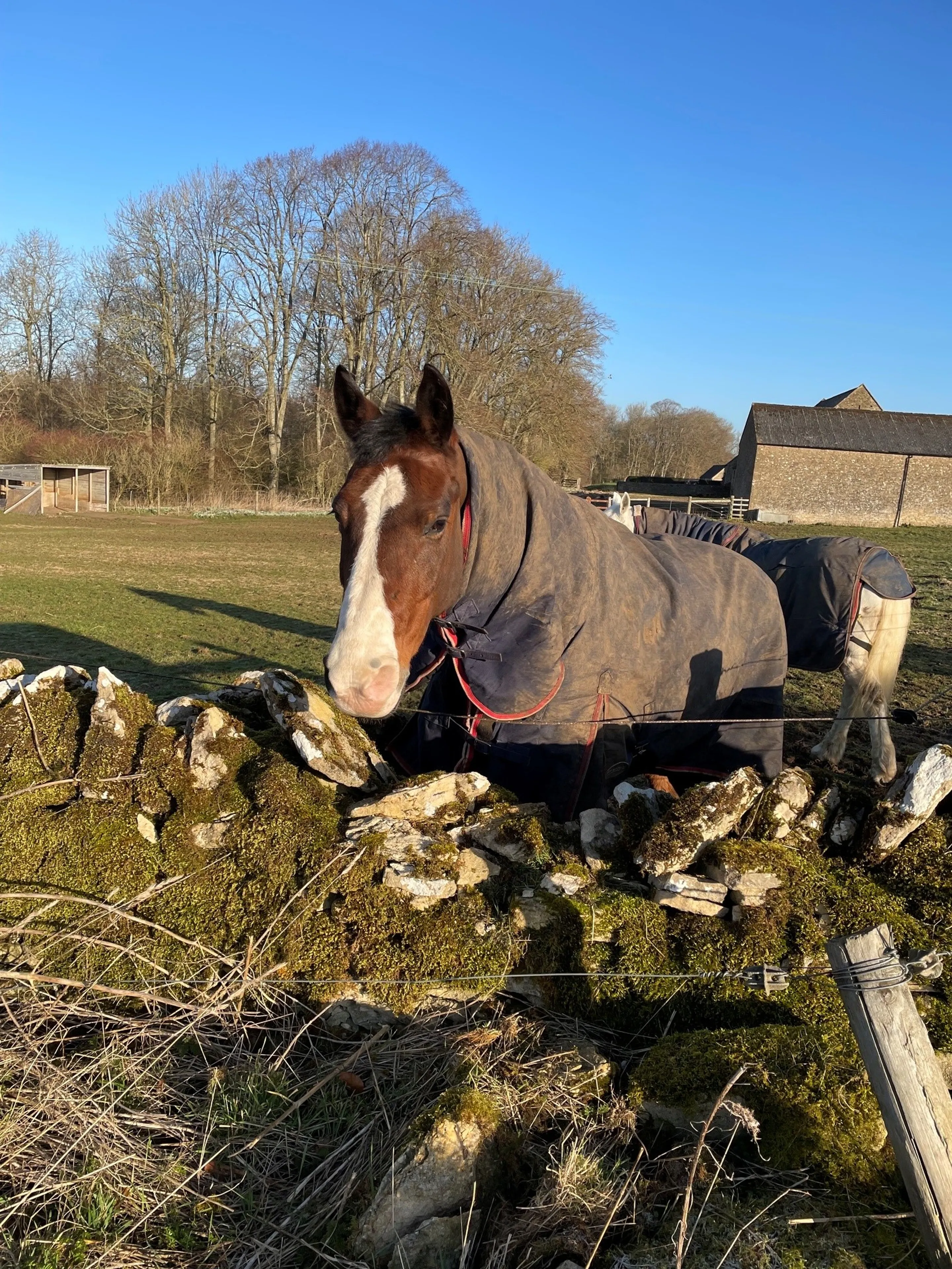 https://mr2.homeflow-assets.co.uk/files/media/image/0000/0000/cd9a649f793198069b55c1f5a833342d/horse3.jpg