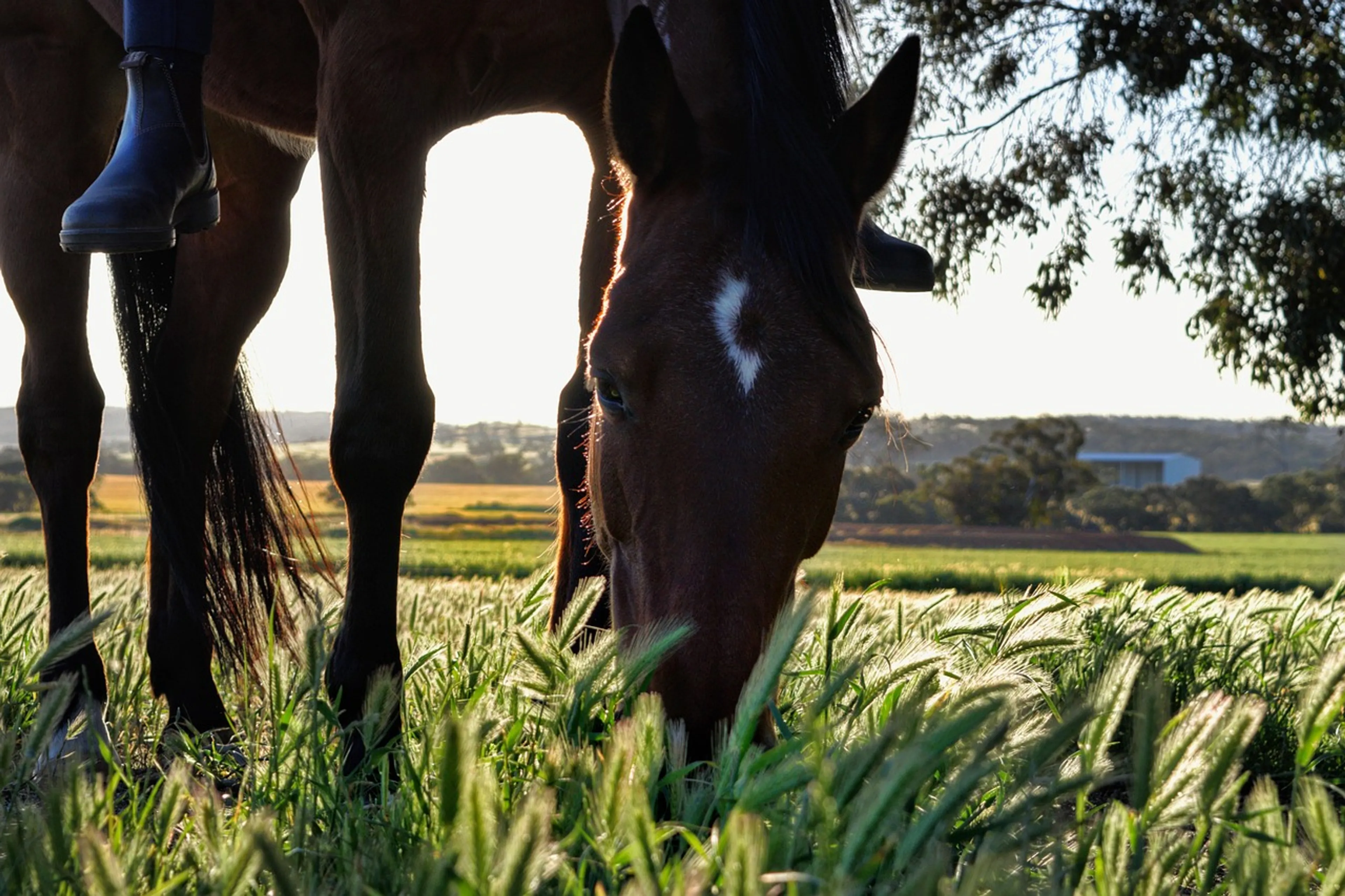 https://mr2.homeflow-assets.co.uk/files/media/image/0000/0000/dcde0c872fce4e2c319d0e870c70c621/horse-5629590_1280.jpg