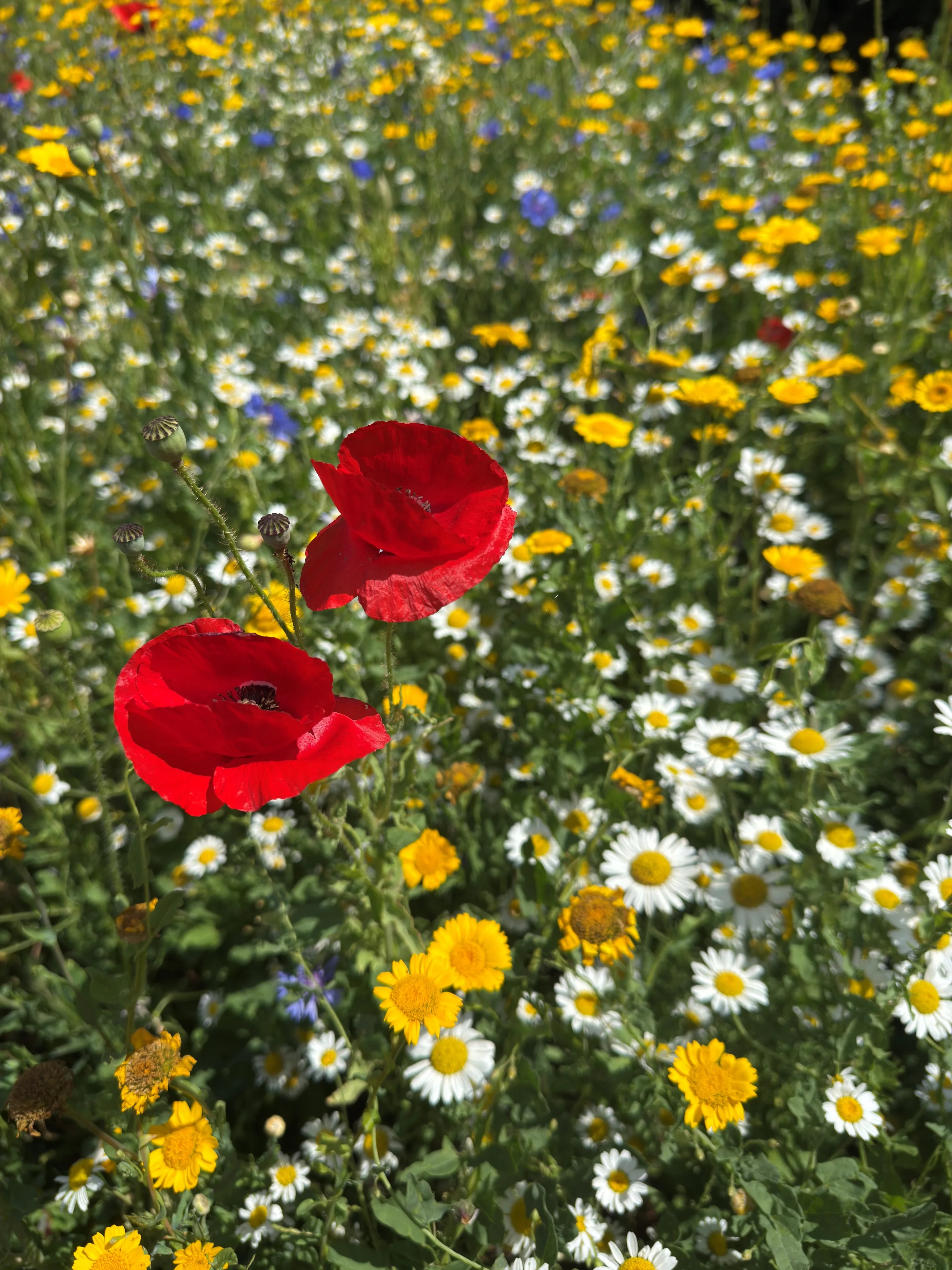 https://mr2.homeflow-assets.co.uk/files/media/image/0000/0000/de4f351ae937f6fea74f19f3205cab17/wildflowers.jpg