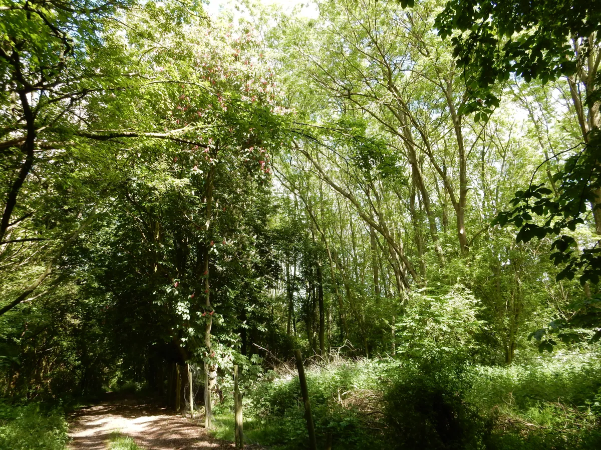 Woodland & Amenity Land, Bradmore Road, Wysall