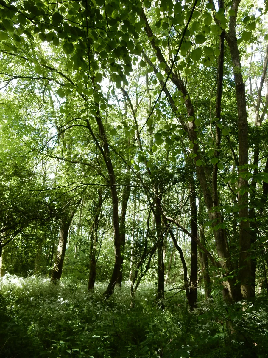 Woodland & Amenity Land, Bradmore Road, Wysall