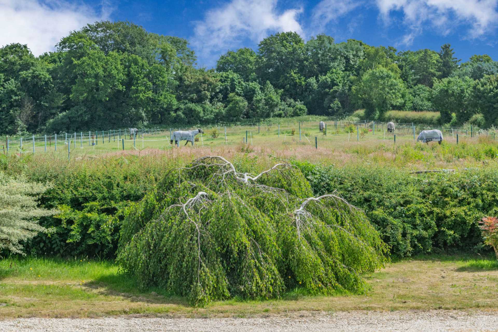 Easterton Sands, Wiltshire Image 14