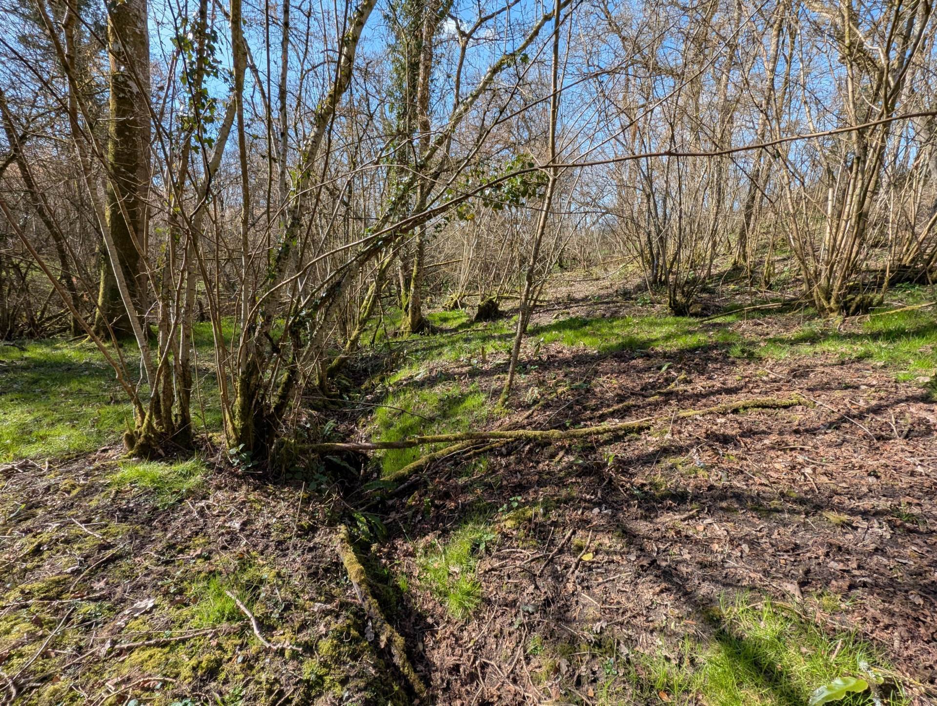 Nr Motcombe, Dorset Image 17