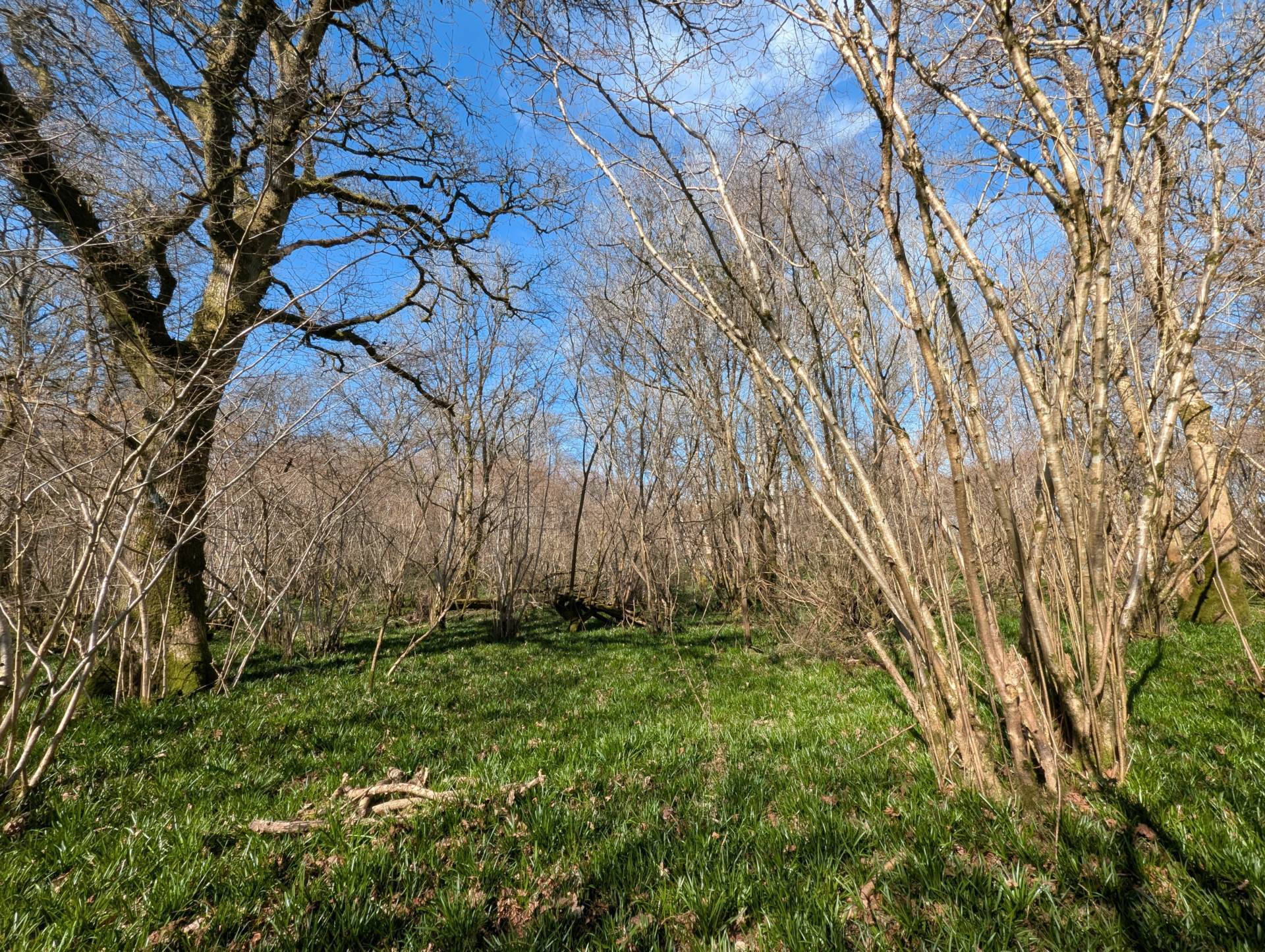 Nr Motcombe, Dorset - About 7.4 Acres Image 7