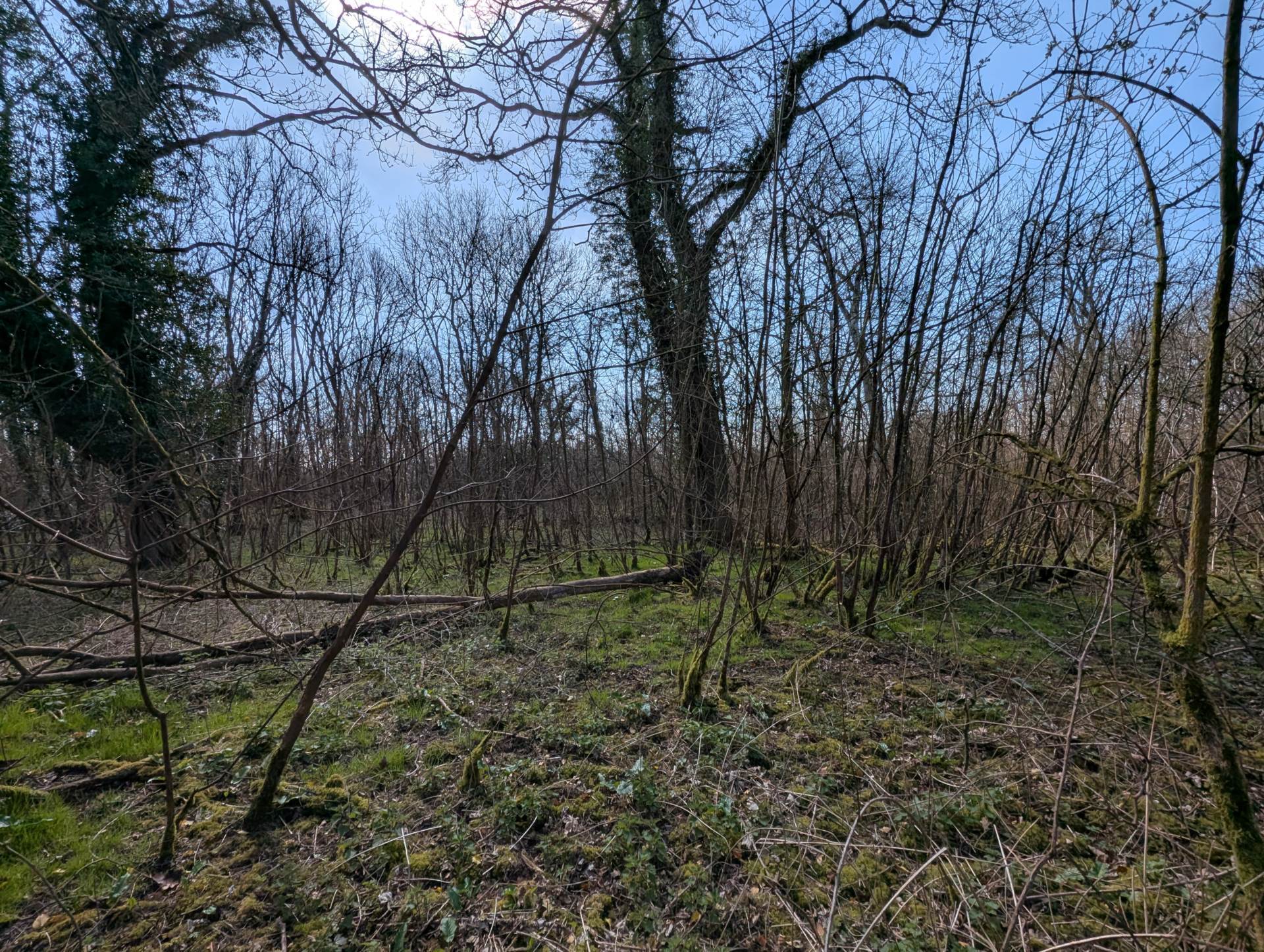 Nr Motcombe, Dorset - About 7.4 Acres Image 15