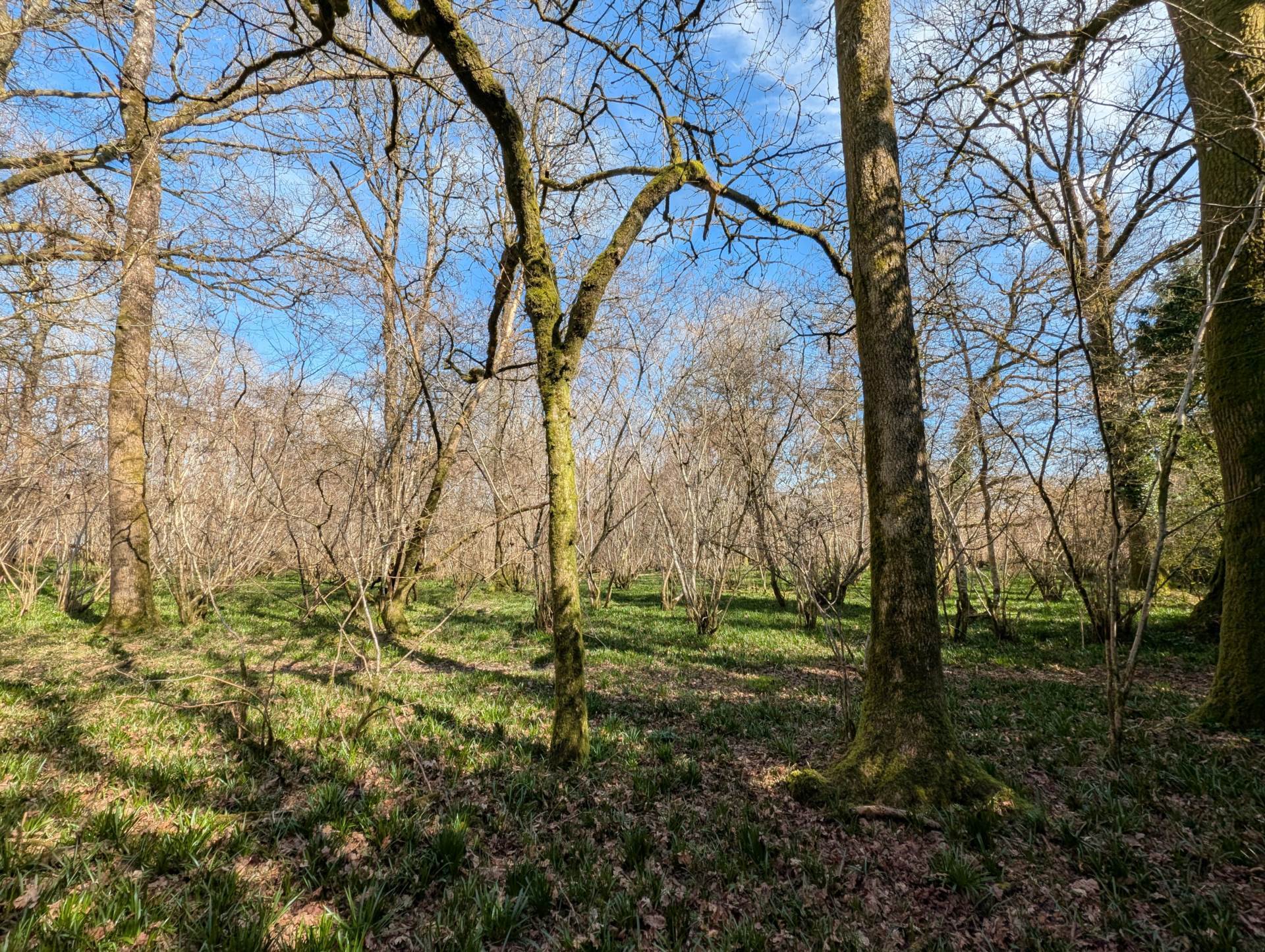 Nr Motcombe, Dorset - About 7.4 Acres Image 18