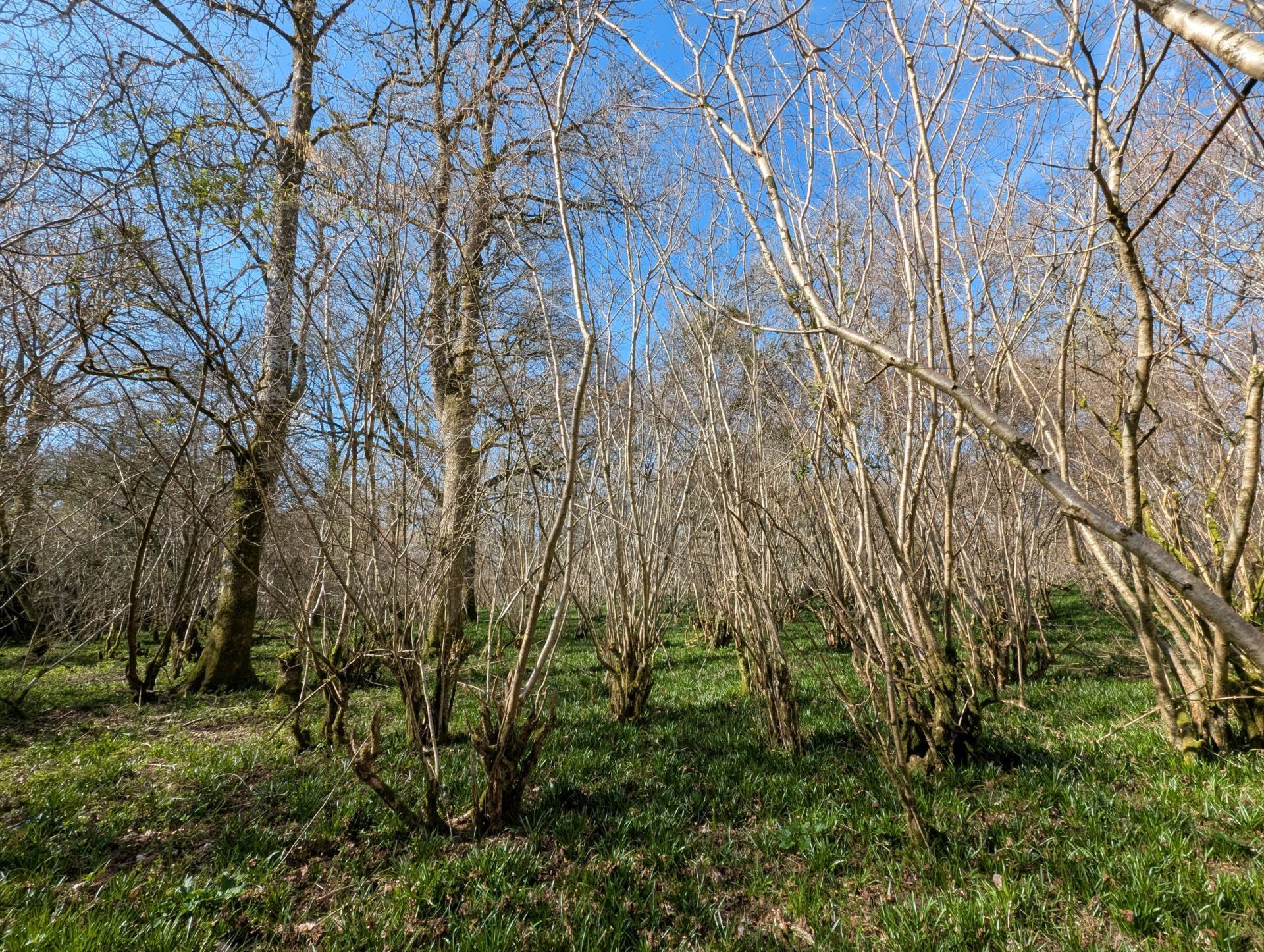 Nr Motcombe, Dorset - About 9.8 Acres Image 6