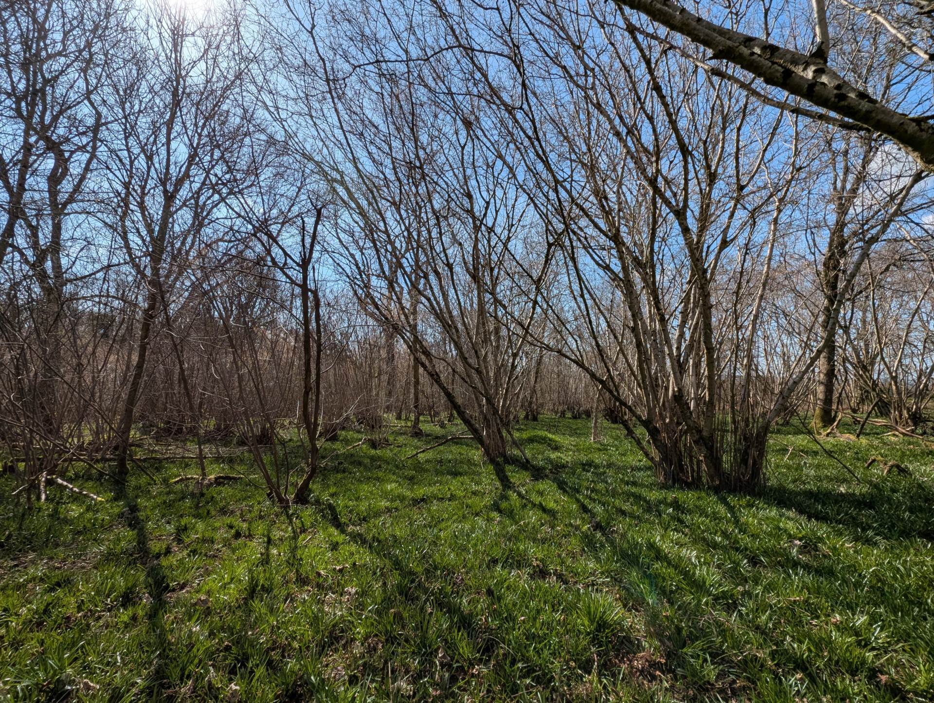 Nr Motcombe, Dorset - About 9.8 Acres Image 12