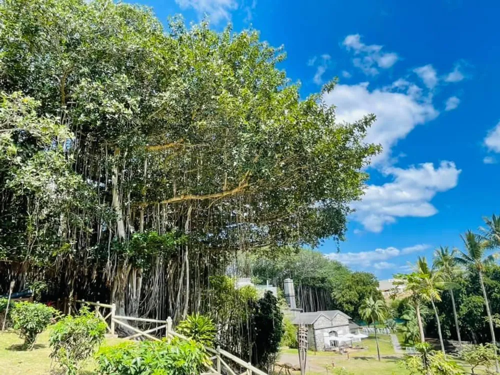 Balaclava, Mauritius