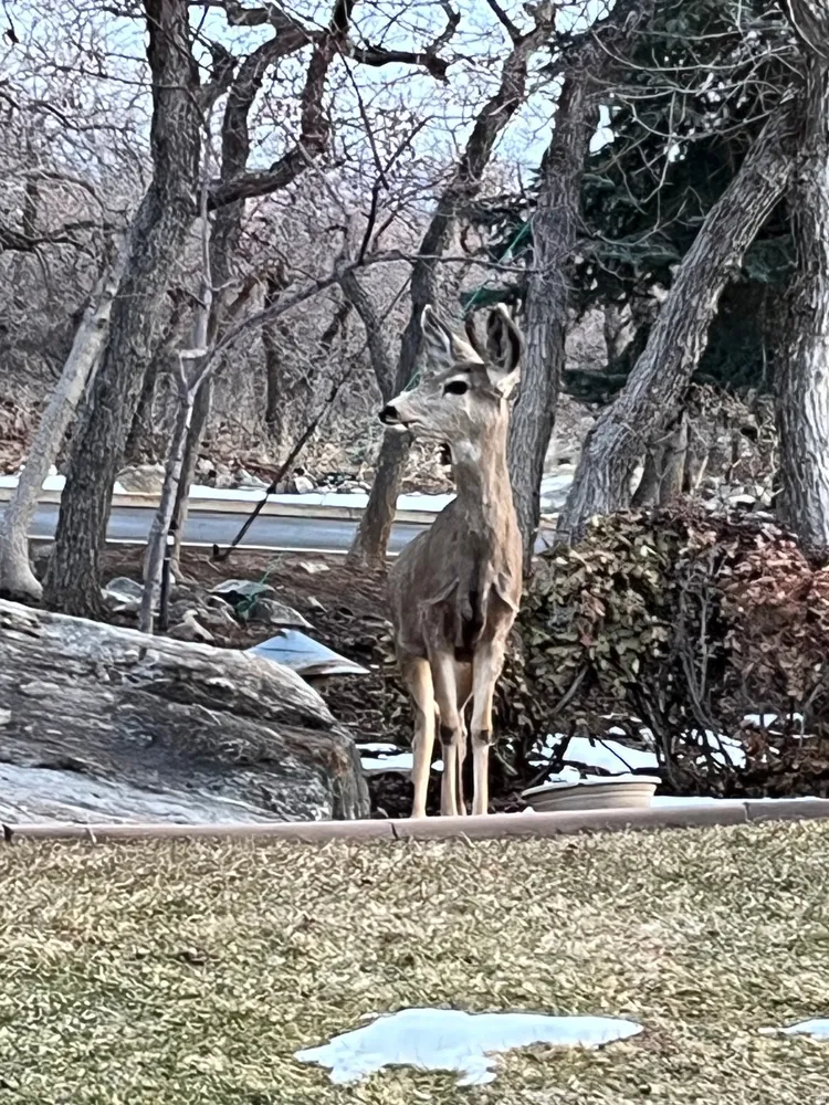 5210 Skyline Pkwy, Ogden, UT 84403