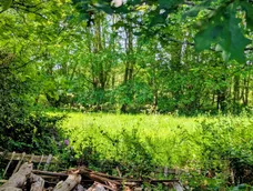 Mill Vale Meadows, Milland, GU30 photo 3