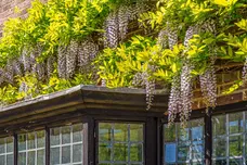 Tilford Road, Farnham, Surrey, GU9 photo 32