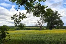 Roundhedge Way, Enfield