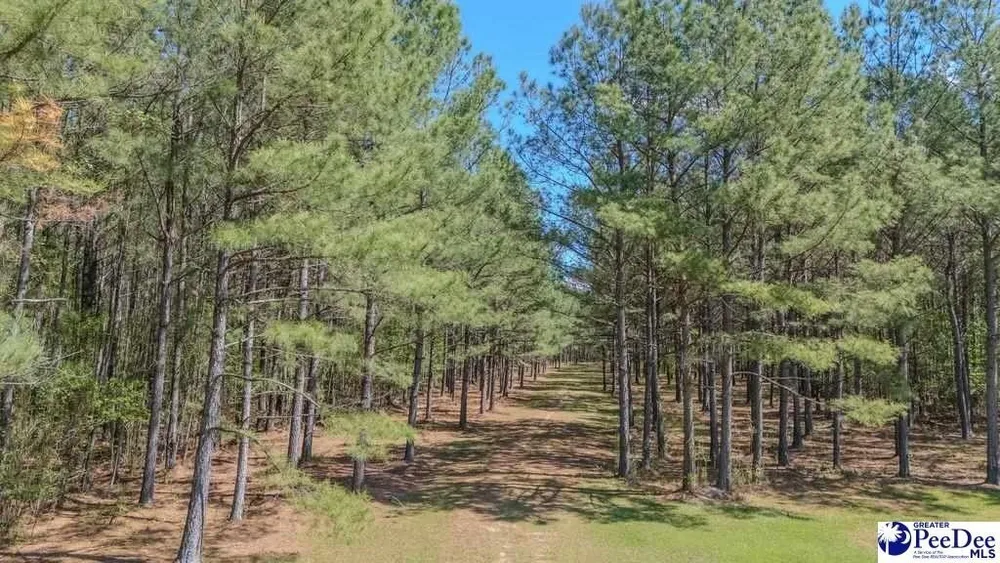 1315 Hill Harrell Rd, Effingham, SC 29541
