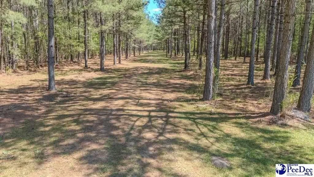 1315 Hill Harrell Rd, Effingham, SC 29541