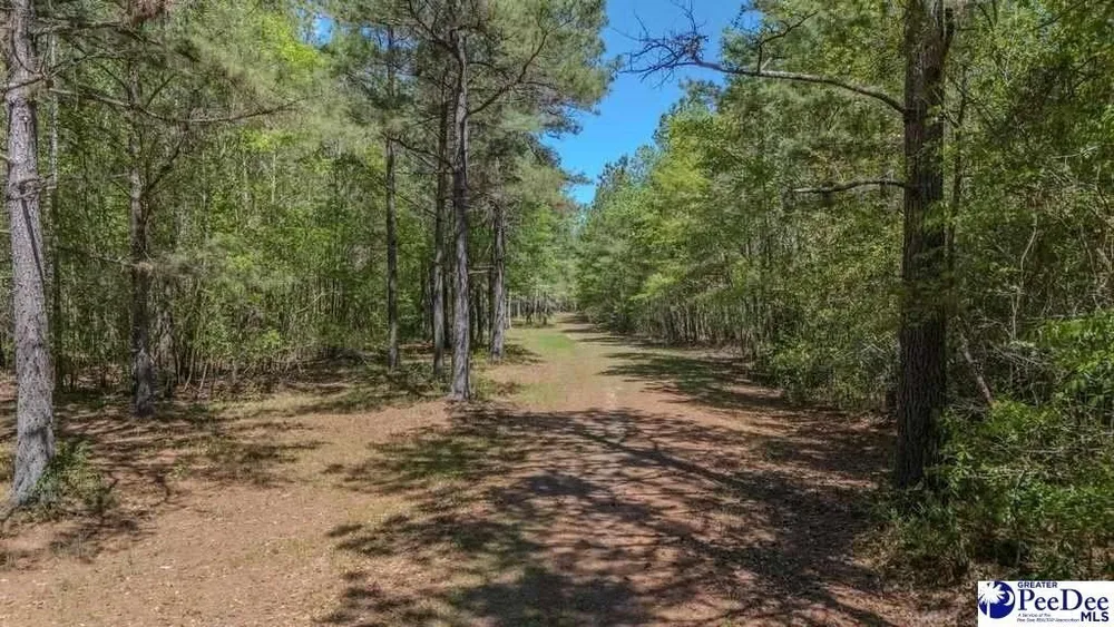 1315 Hill Harrell Rd, Effingham, SC 29541