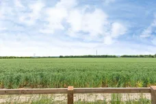 Muncey Grove, Bassingbourn, Royston