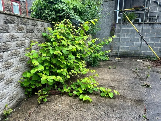 Windsor Road, NEATH, SA11
