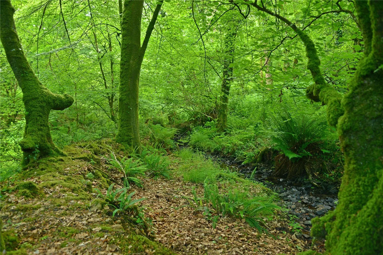 Cadeleigh, Tiverton, EX16 photo 11