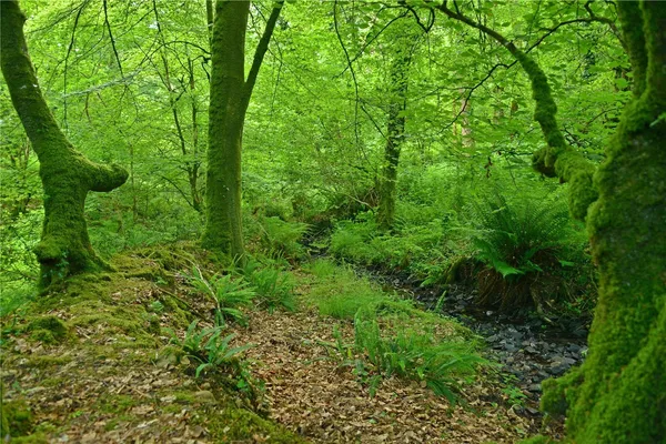 Cadeleigh, Tiverton, EX16 photo 11