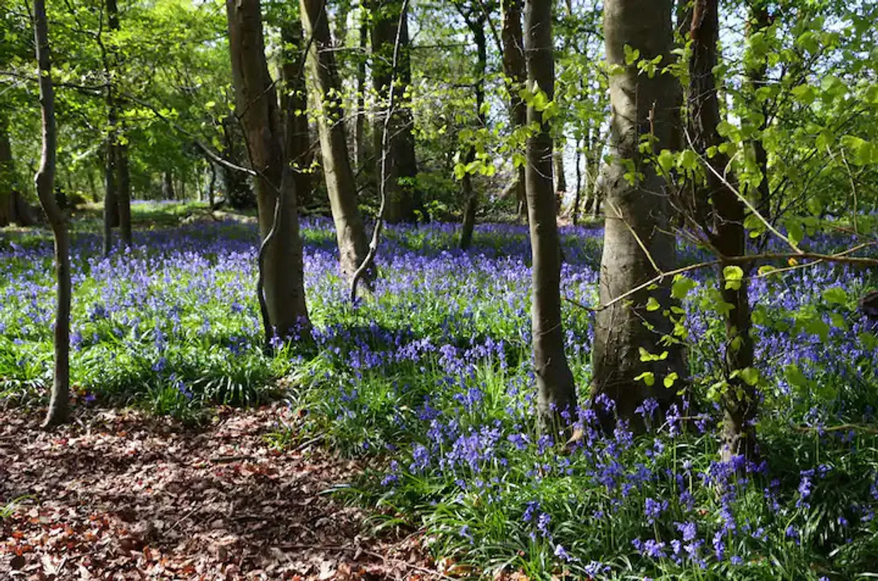 Cokes Lane, Chalfont St. Giles, HP8 photo 16