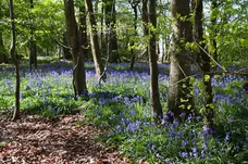 Cokes Lane, Chalfont St. Giles, HP8 photo 16