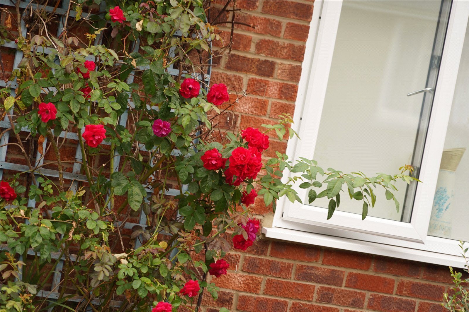 Lime Close, Mildenhall, Bury St. Edmunds, Suffolk, IP28 Image 11