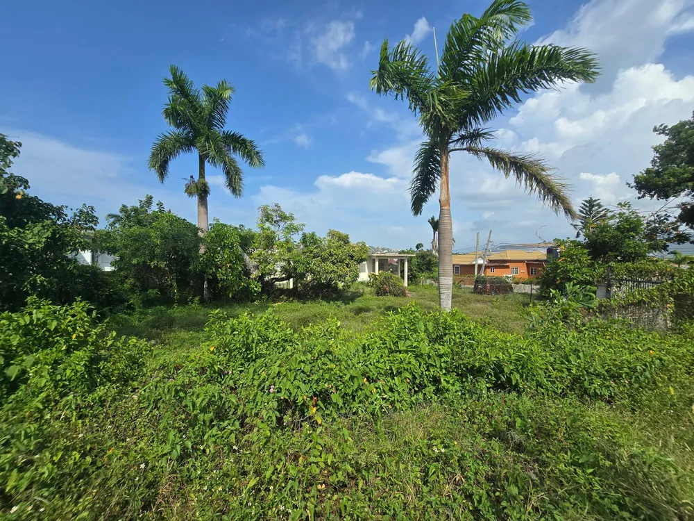 PARADISE AVENUE St. James
