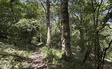 Chittlehamholt
