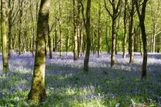 Nursery Road, Showell, Chippenham