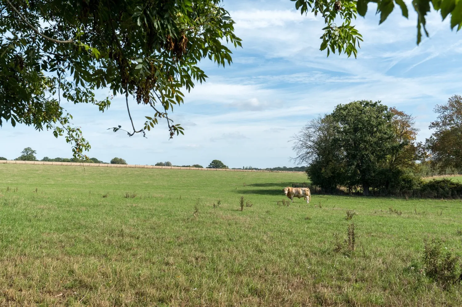 Bourne Road, West Bergholt, CO6 photo 31