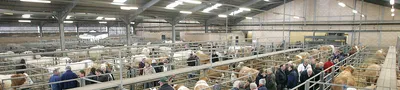 Special Breeding & Store Sales hero