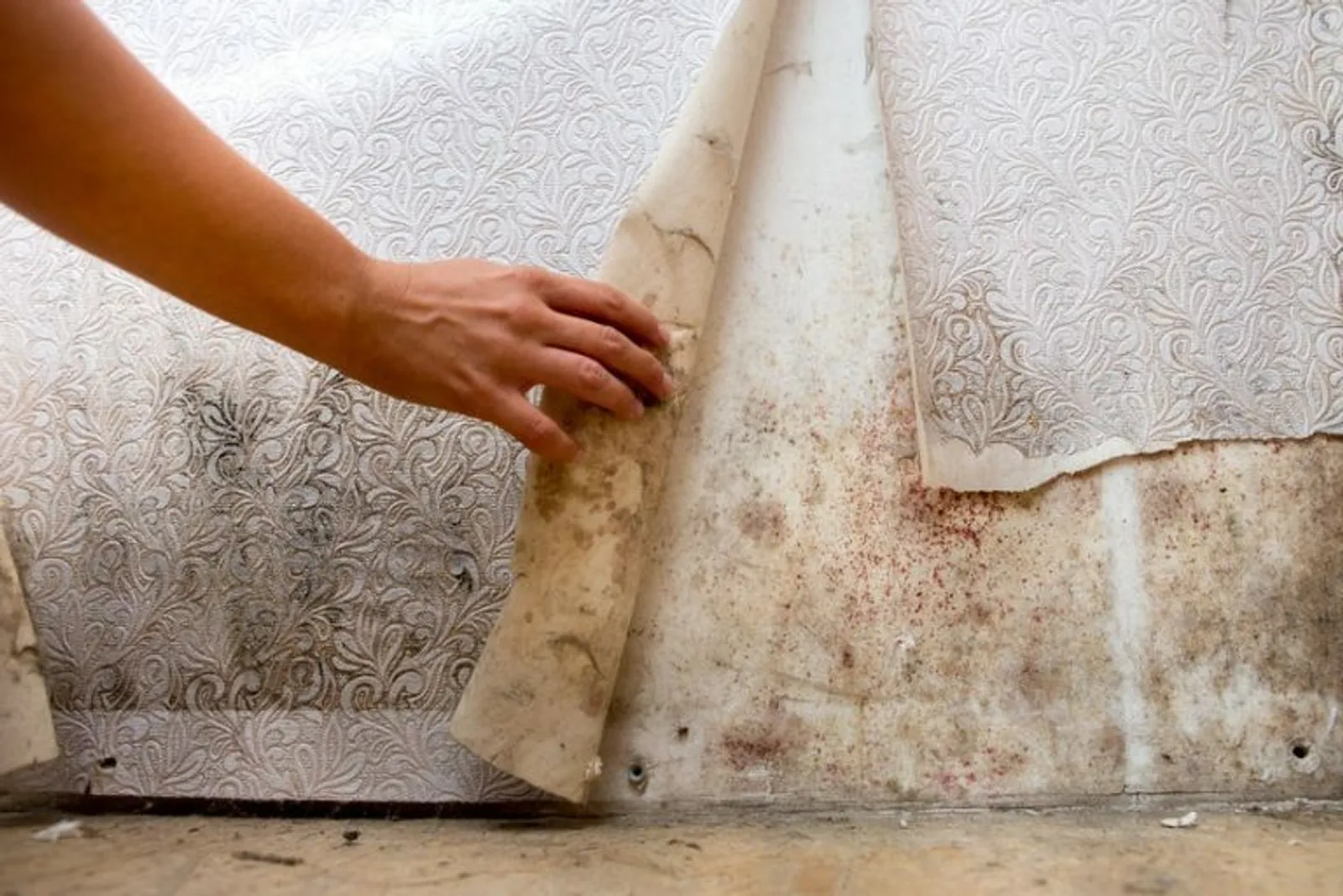 How to Advise Tenants Who Won’t Be Told about Mould