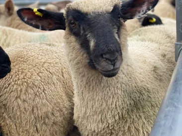 South Molton Market: Thursday 9 June